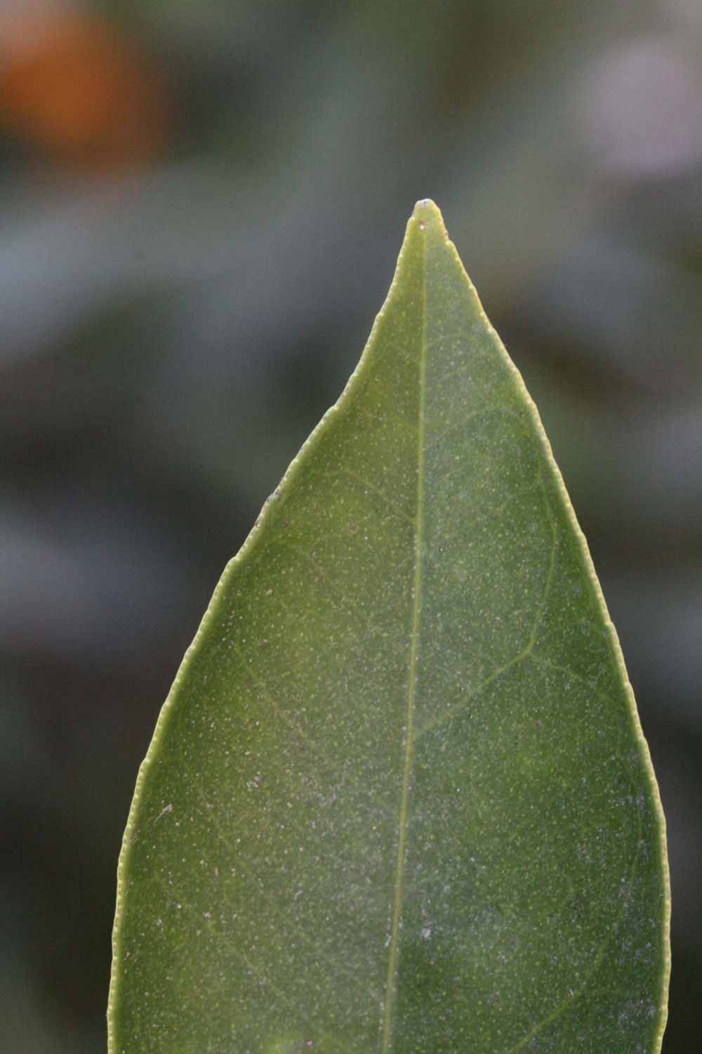              Margin (Riverside, CA)       